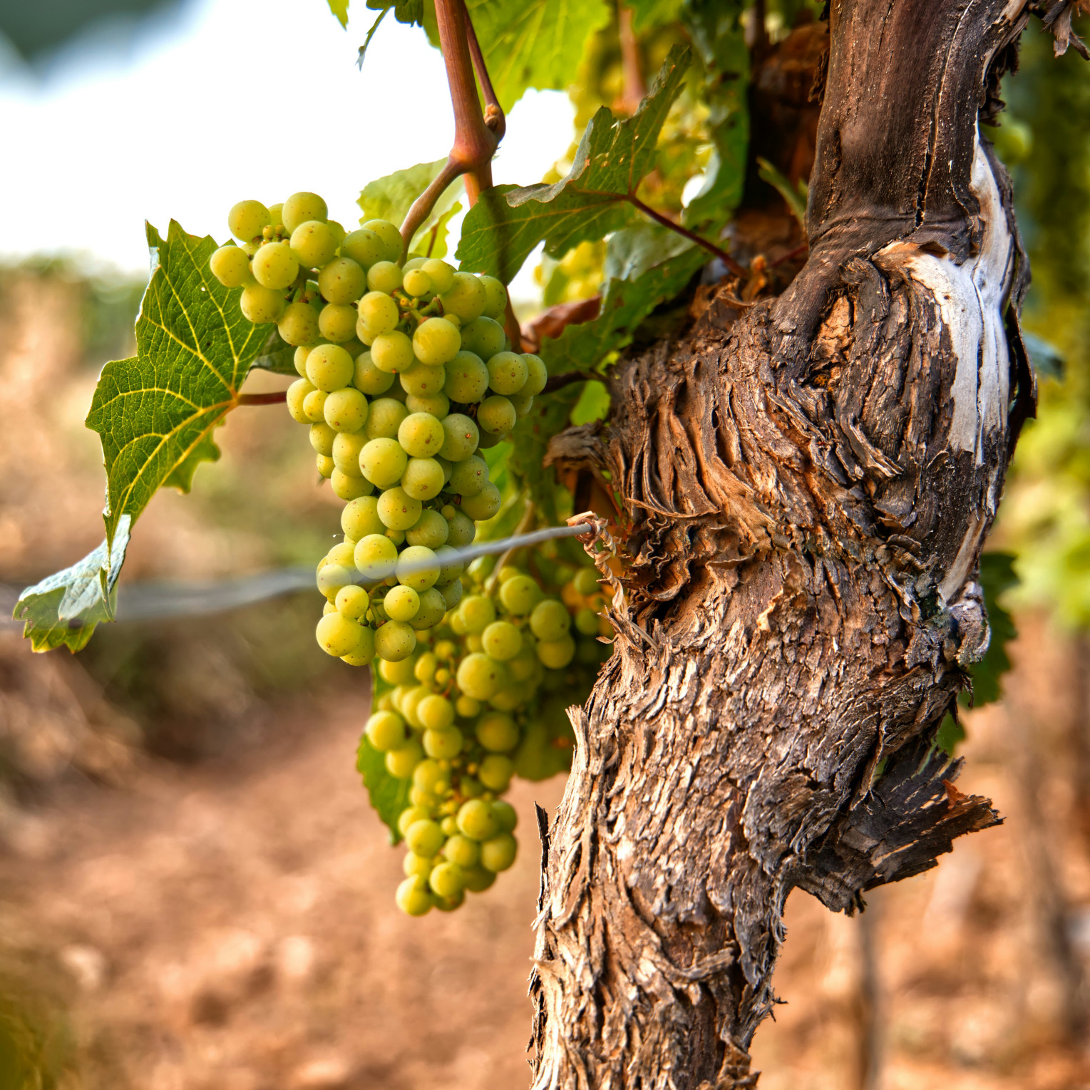 Radiogottesdienst Mariendom
